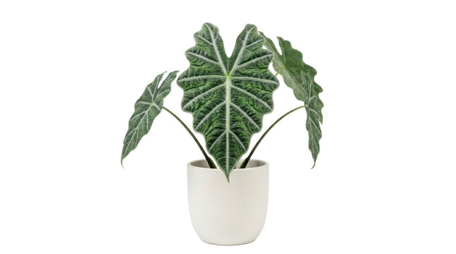Alocasia polly plant in a white ceramic pot isolated on transparent background
