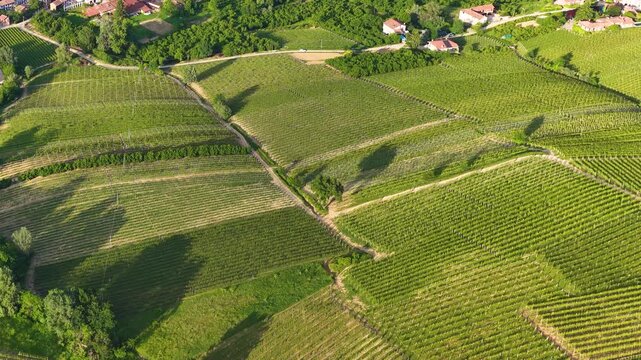 Aerial View of Rolling Green Vineyards in La Morra Piedmont Italy