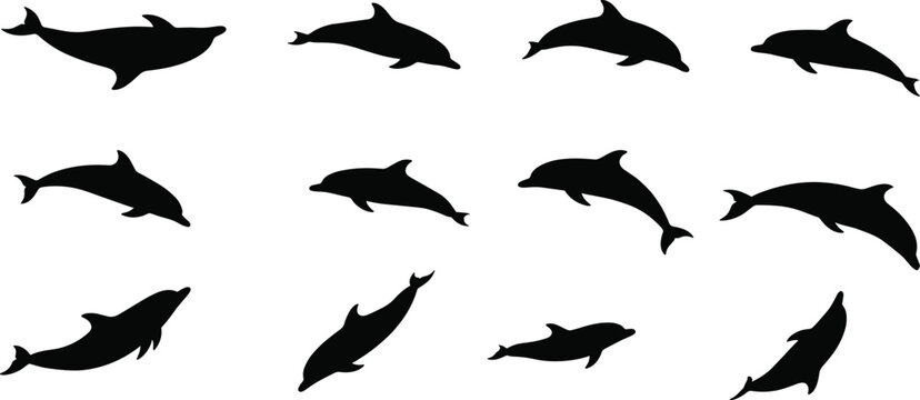 Collection of Dolphin Silhouettes in Various Swimming and Jumping Poses for Marine Life Illustration