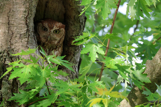eastern screech owl