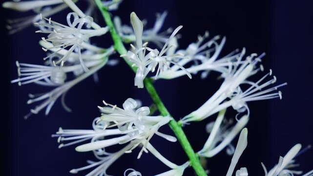 サンスベリア バキュラリス ミカドの開花のインターバル撮影　黒背景　スローズーム