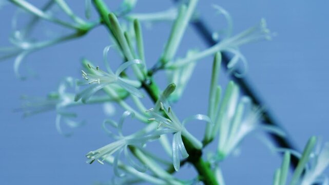 サンスベリア バキュラリス ミカドの開花のインターバル撮影　白背景　スローズーム