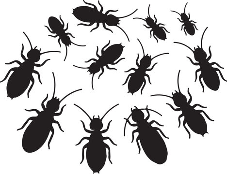 Silhouette illustration of multiple cockroaches on white background  pest control concept