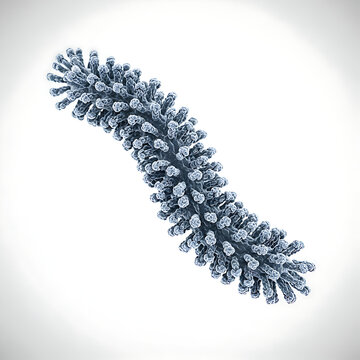 Bacterial Cell Undergoing Binary Fission with Golden DNA