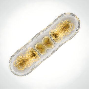  Illustration of Bacterium Undergoing Binary Fission with Visible DNA Strands