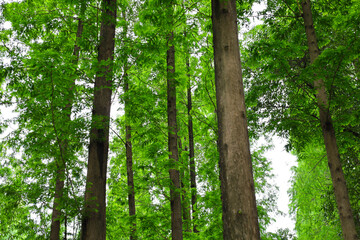 Obraz premium Tall green trees growing in a beautiful forest park.