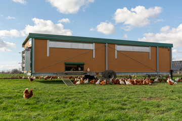 Mobile chicken coop on green field with free range hens under blue sky, sustainable poultry farming and organic egg production concept. © leesle