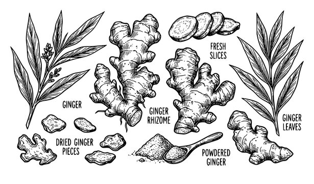 Hand drawn ginger root sketch vector set with sliced dried powder and leaf illustration