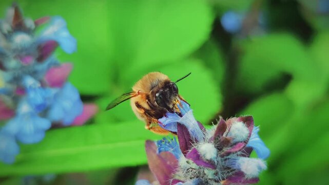 Buff-tailed bumblebee Bombus terrestris pollinating Ajuga reptans flowers, macro concept of biodiversity, spring pollination and wildlife eco conservation
