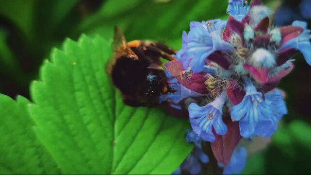 Buff-tailed bumblebee Bombus terrestris pollinating Ajuga reptans flowers, macro concept of biodiversity, spring pollination and wildlife eco conservation
