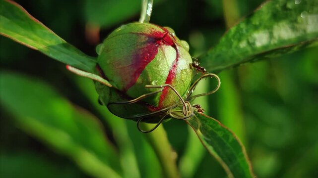 Lasius alienus ants aggressively attacking a horsehair worm Nematomorpha on a plant, macro dramatic wildlife action and insect behavior concept