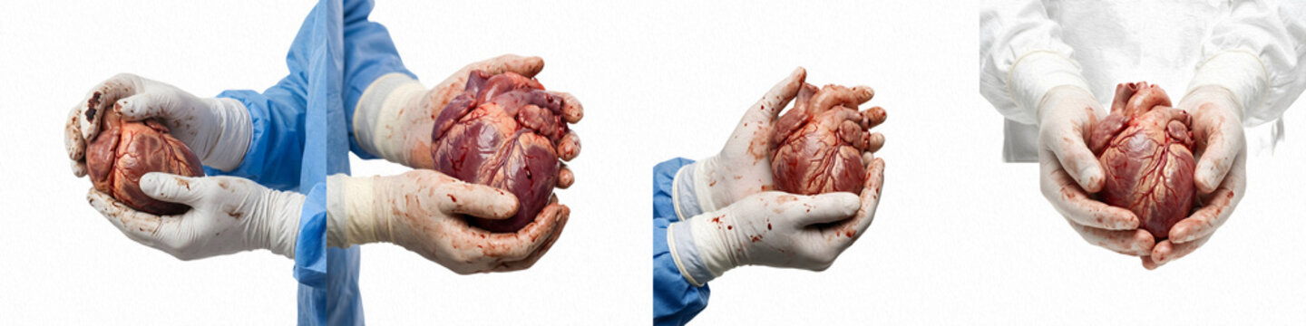 set of Heart in doctor hands isolated on white background PNG photo """