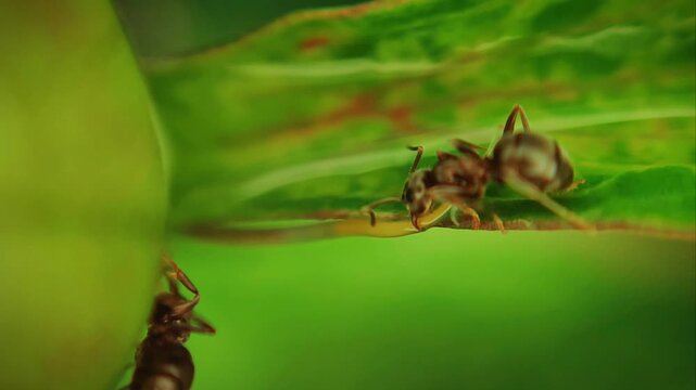 Lasius alienus ants aggressively attacking a horsehair worm Nematomorpha on a plant, macro dramatic wildlife action and insect behavior concept