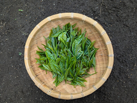 摘みたてのお茶の生葉