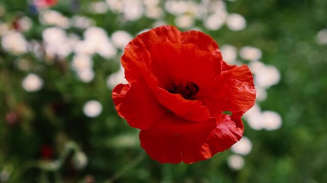 Details with red poppies in a field filled with spring wild flowers in the sun.