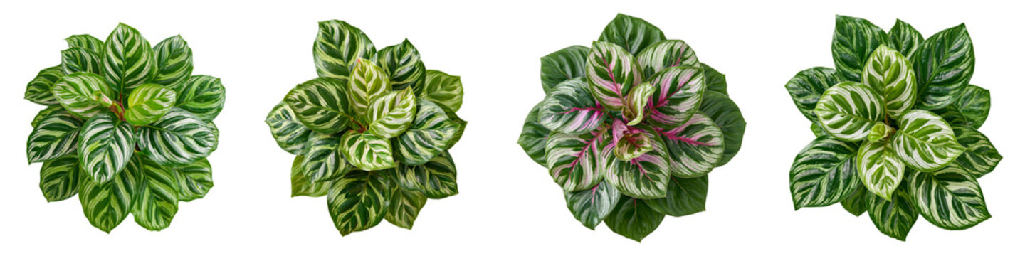 overhead view of tropical calathea prayer plant set isolated on white transparent background - design element cut-out object collection