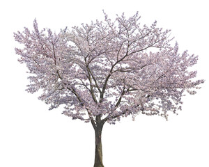 Fototapeta premium Beautiful blooming cherry blossom tree in full spring splendor with delicate pink flowers