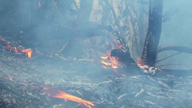 Wildfire burning on dry leaves must have a Firebreak in the tropical forest floor.