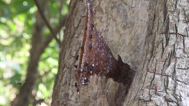 Stingless bee flying on nest entrance in hallow of tree.