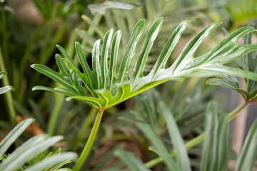 Green tropical foliage background with serrated leaves of exotic plant © Kwangmoozaa