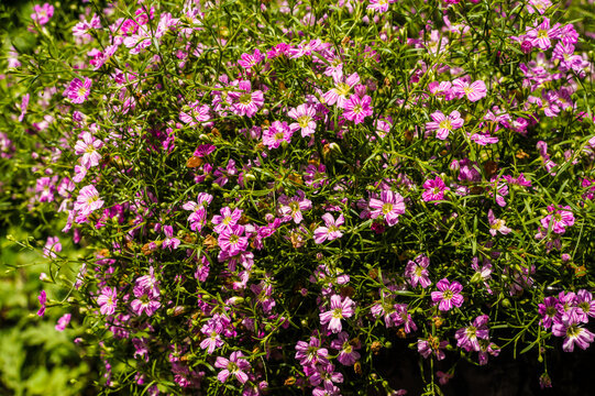 Serissa foetida tree of a thousand stars flowers blooming