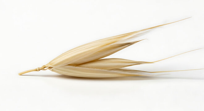 Close-up of isolated, natural oat grains with spikelets against a pristine white background, showcasing wholesome nutrition