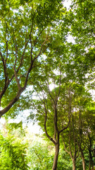 Fototapeta premium Beautiful lush tree leaves with bright sky background