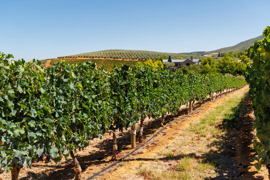 Sunlit vineyard rows with mountain backdrop