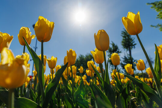 Yellow tulips against blue sky