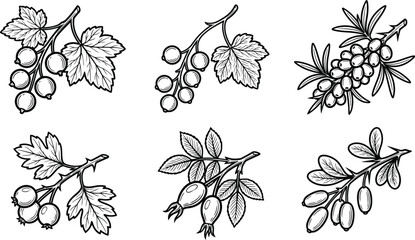 Black and white illustration of various berry and seed pods with leaves © Growup Pixel