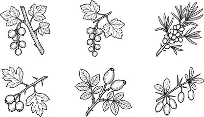 Black and white illustrations of various berry and seed plant branches with leaves © Growup Pixel