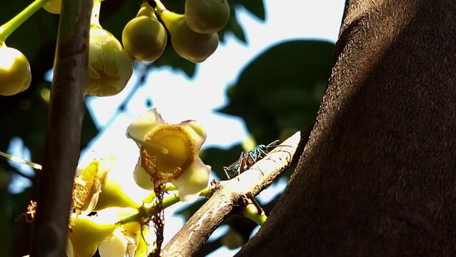 insects and plants