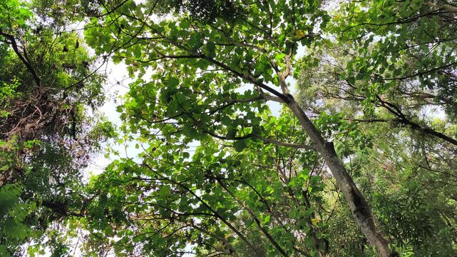 Golden sunlight filters through the dense canopy of a tropical rainforest at noon. Towering big trees reach for the sky while lush ferns and small plants carpet the vibrant forest floor.