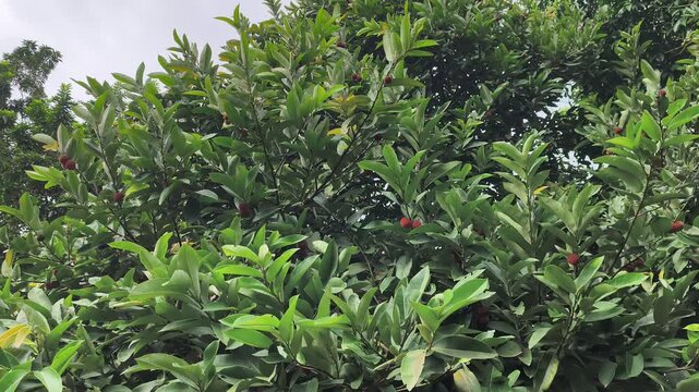 The Diospyros blancoi tree, known as the Velvet Apple, stands lush and tall. Its unique fruits are highly valued in traditional Malaysian medicine. This species offers numerous health benefits.