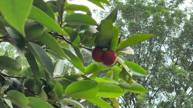 The Diospyros blancoi tree, known as the Velvet Apple, stands lush and tall. Its unique fruits are highly valued in traditional Malaysian medicine. This species offers numerous health benefits.
