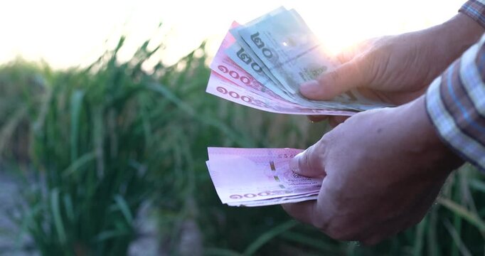 Hands counting Thai banknotes in front of a rice field, money baht, cash, symbolizing farm income, rural finance, and agricultural economy