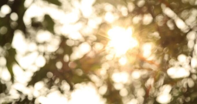 Warm sunlight shining through trees with soft bokeh and lens flare, creating a peaceful natural atmosphere. Ideal for lifestyle, wellness, and background footage