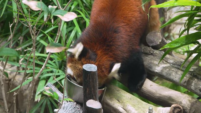 Red panda Ailurus fulgens slow zoom in close-up showing reddish brown fur white ear tufts and black legs while eating greens from metal bowl Ocean Park Hong Kong