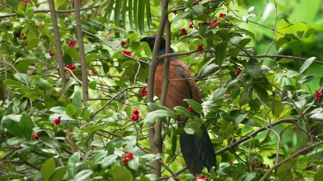 Greater Coucal Centropus sinensis with black plumage chestnut wings long dark tail perched among red berries green foliage Kowloon Park Hong Kong wildlife