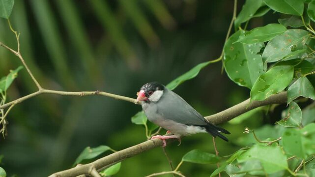 Java sparrow Lonchura oryzivora adult finch with grey plumage black head white cheek pink beak wiping bill on branch then flying away Edward Youde Aviary Hong Kong Park