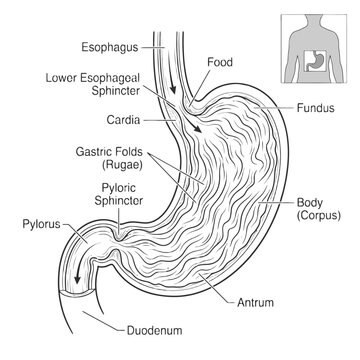 The human stomach anatomy diagram shows labelled digestive system parts