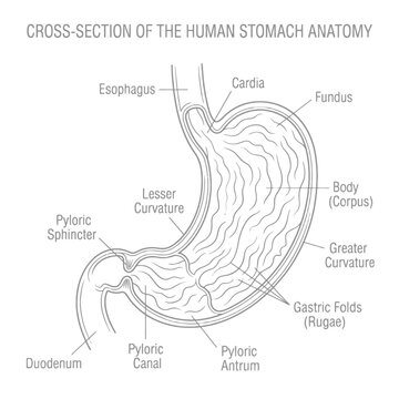 Detailed cross-section illustration of human stomach anatomy with labeled parts