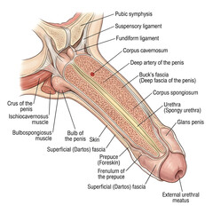 Fototapeta premium Sagittal section anatomy of the human penis with corpus cavernosum, corpus spongiosum