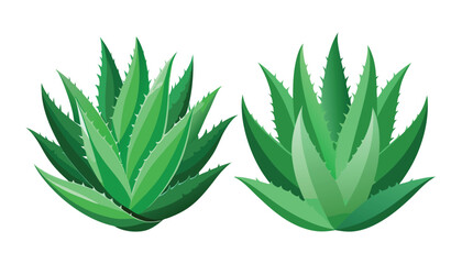 Fototapeta premium Aleo Vera clipart vector illustration