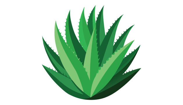 Aleo Vera clipart vector illustration