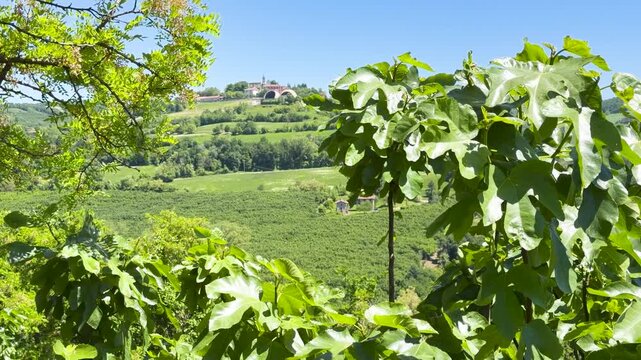 Lush Green Fig Leaves Framing a Sunny Italian Vineyard Landscape in Piedmont