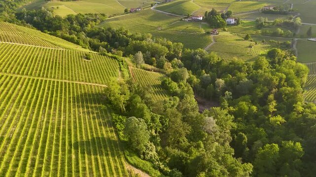 Aerial View of Barolo Vineyards in the Rolling Hills of Piedmont Italy