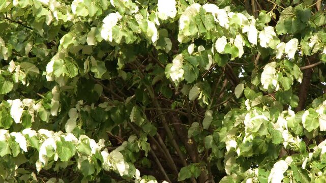 Lush Green and White Tree Foliage Swaying in a Paris Park