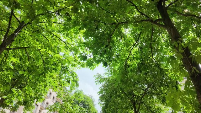 Low Angle View of Green Chestnut Trees in Paris France