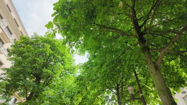 Low Angle View of Green Chestnut Trees and Haussmann Architecture in Paris